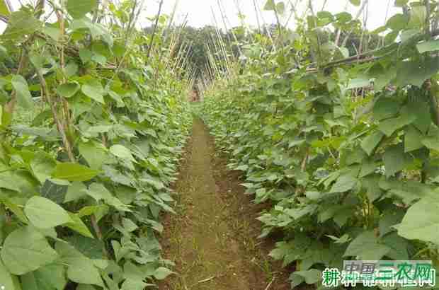 菜豆 四季豆 区别(四季豆是菜豆还是豌豆)